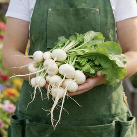 Philadelphia White Box, Radish Seeds